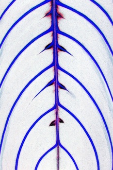 F 066E